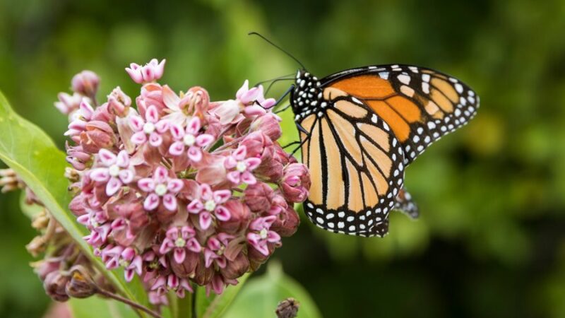 Milkweed for the Monarch Butterflies