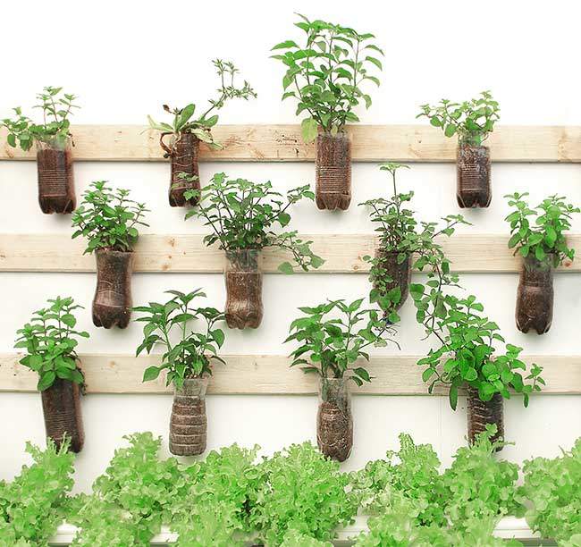 Your Herbal Garden Pharmacy